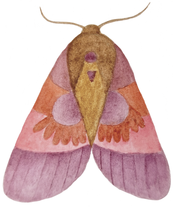 Watercolor moth butterfly illustration